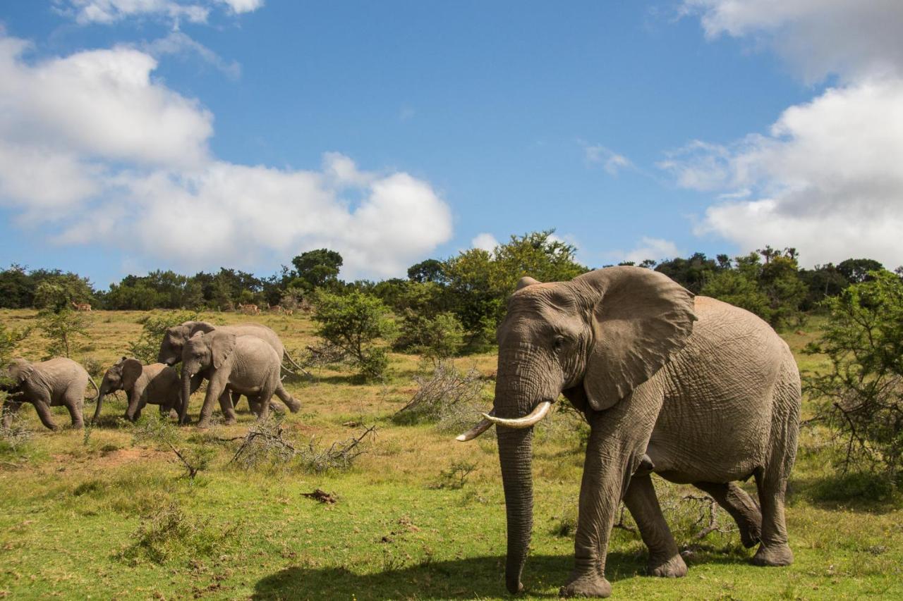 Pumba Private Game Reserve Grahamstown Extérieur photo