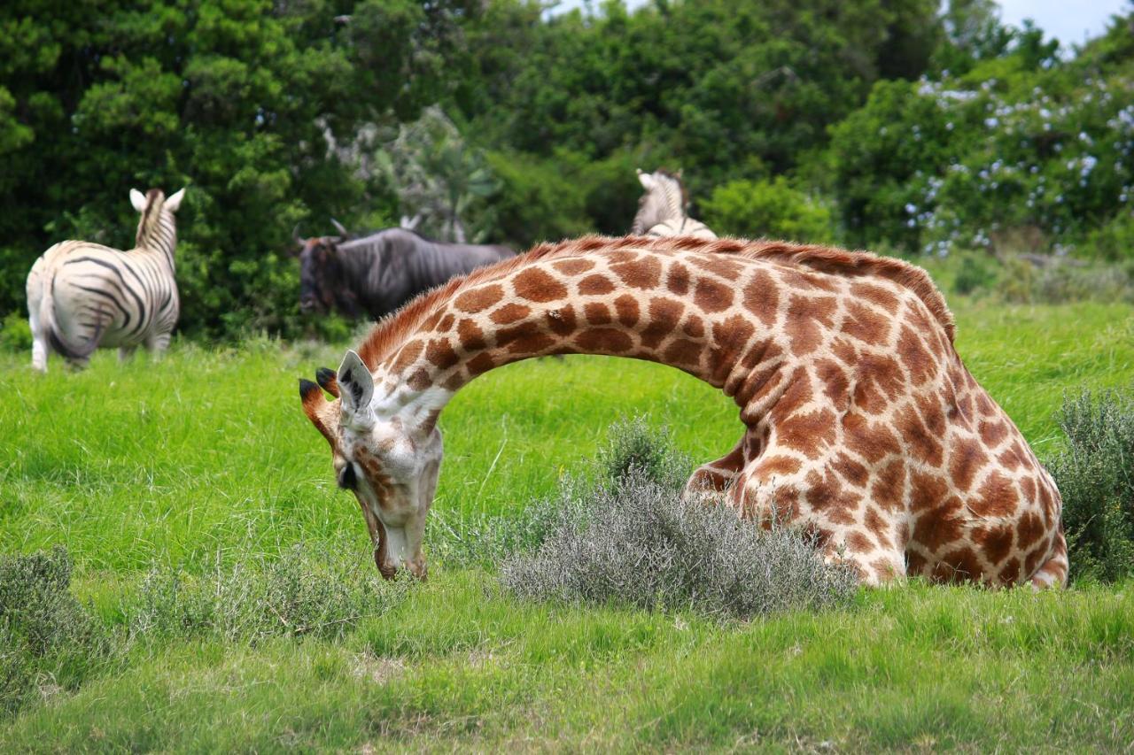 Pumba Private Game Reserve Grahamstown Extérieur photo