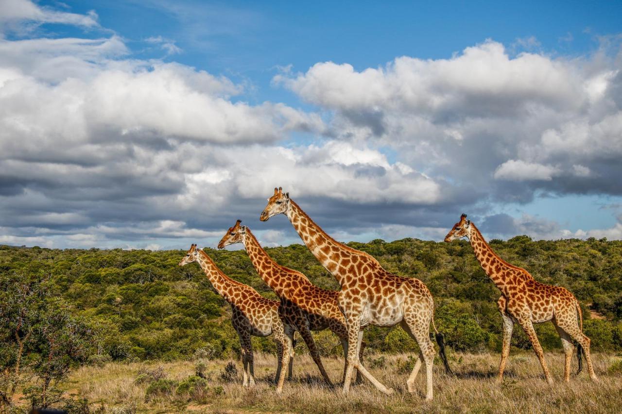 Pumba Private Game Reserve Grahamstown Extérieur photo