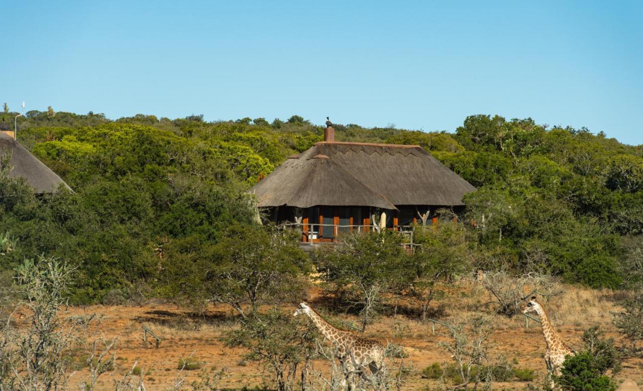 Pumba Private Game Reserve Grahamstown Extérieur photo